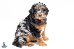 Bindi 7wks 2678 300x200