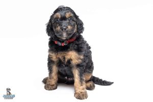 Bo 7wks 2671 300x200