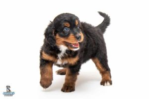 Mocha 7wks 4804 300x200