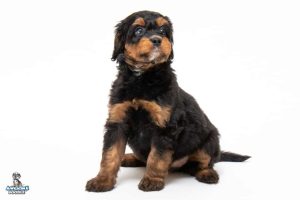 Moxi 7wks 4703 300x200