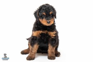 Nikki 7wks 4816 300x200