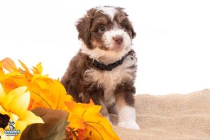 Rudy 6wks 1466 300x200