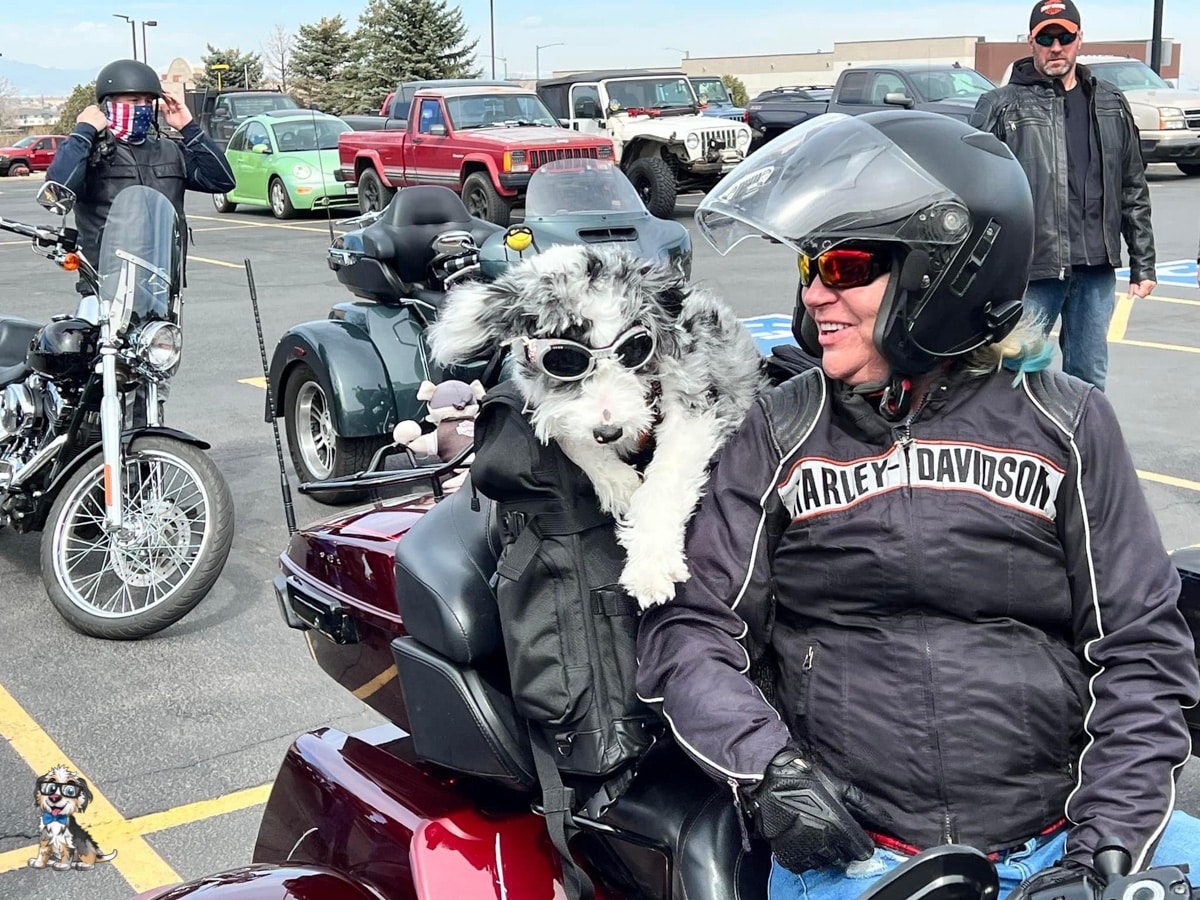 blue merle aussiedoodle on motocycle