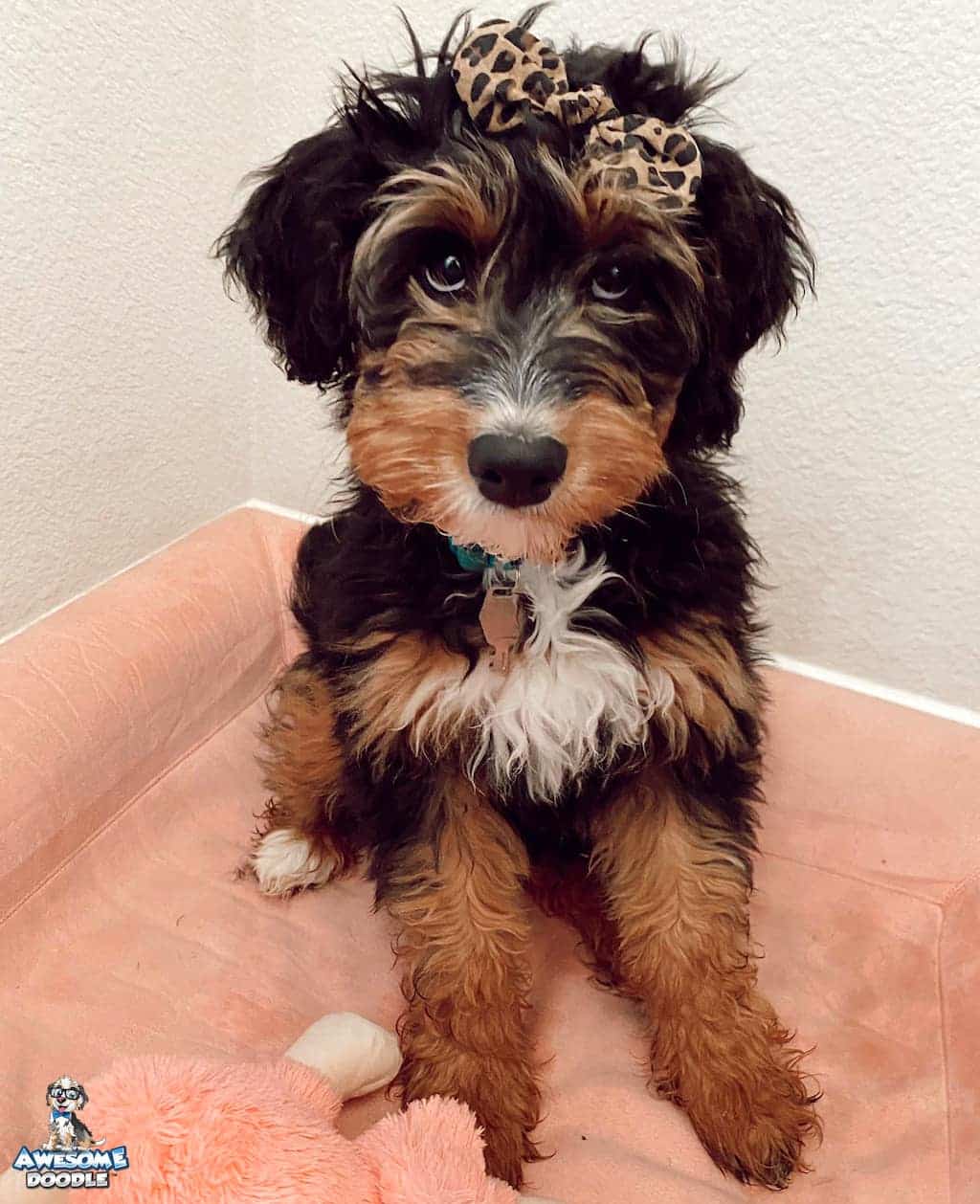 black phantom aussiedoodle puppy with bow in hair