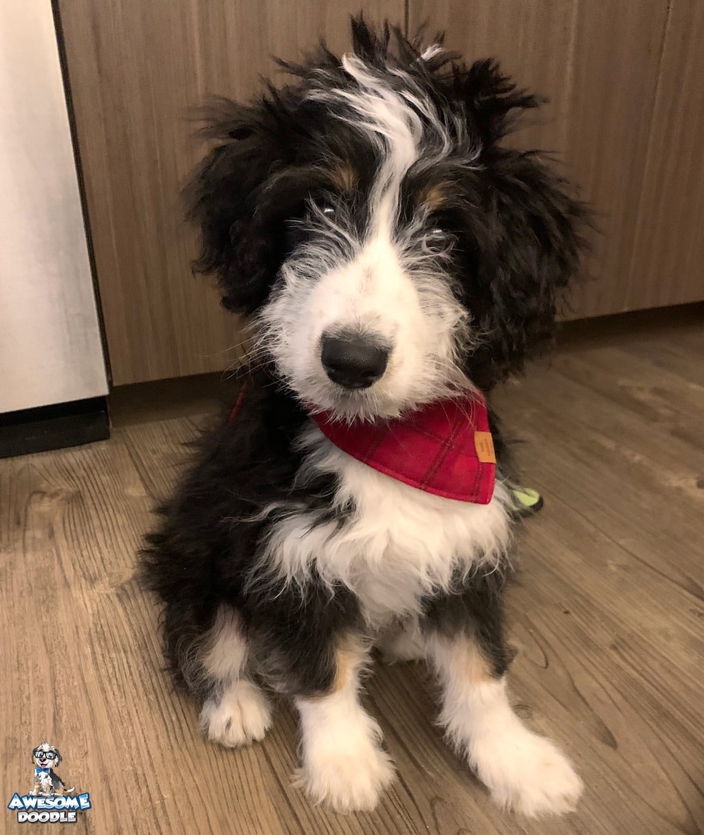 black tri aussiedoodle puppy with straight coat