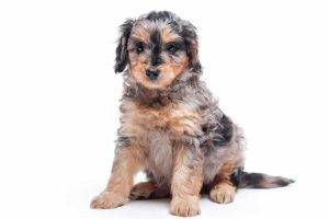 Chase 7wks 9941 300x200