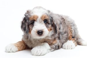 Donna 7wks 9819 300x200