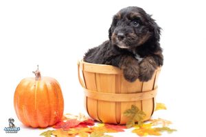 Elvis 6wks 7343 300x200