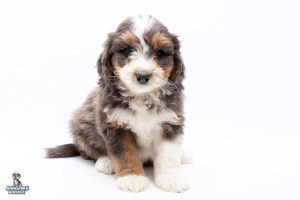 Gilly 7wks 7193 300x200