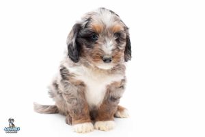 Ozzy 7wks 7062 300x200