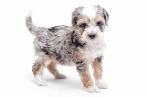 Rocky 7wks 0012 300x200