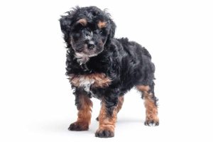 Sarge 7wks 9990 300x200