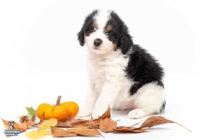Sushi 7wks 2170 300x200