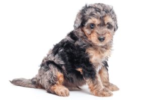 Zuma 7wks 9960 300x200