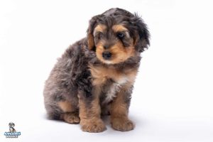 Bear 7wks 6932 300x200