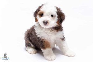 Elsa 7wks 6969 300x200
