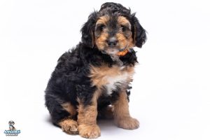 George 7wks 6986 300x200