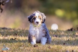 Guppy 7wks009 300x200