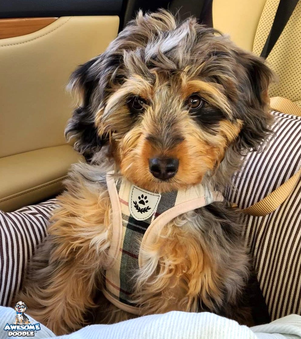 blue merle phantom aussiedoodle puppy