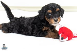 Angel7wks 9571 300x200