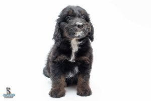 Blitzen 7wks 0044 300x200