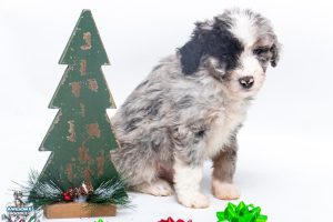 Chestnut 7wks 3487 300x200