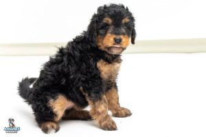 Cookie7wks 9608 300x200