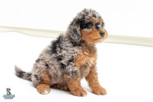 Dolly7wks 9514 300x200