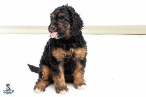 Ginger7wks 9586 300x200
