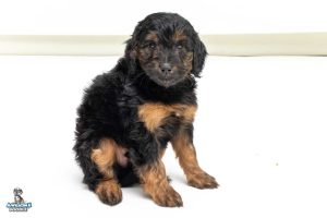 Joy7wks 9591 300x200