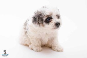 Luna 7wks 1769 300x200