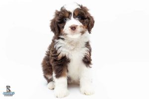 Mazie 0018 300x200