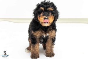 Mrpeabody7wks 9551 300x200