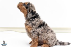 Otis7wks 9502 300x200