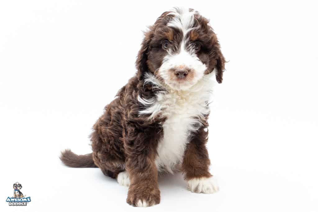 texas aussiedoodle