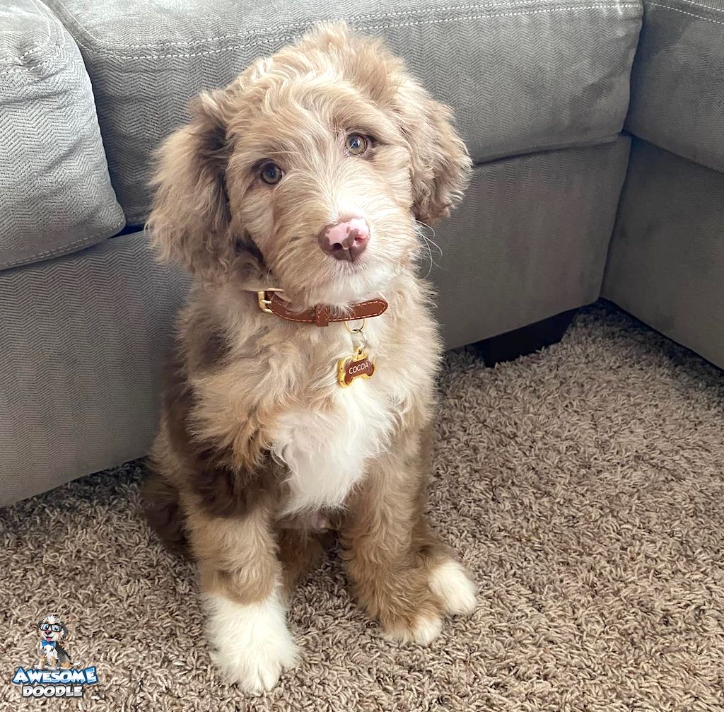 red merle with white aussiedoodle puppy pink nose