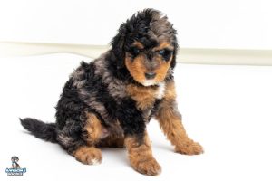 Shadow7wks 9518 300x200