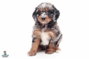 Coco 7wks 9893 300x200
