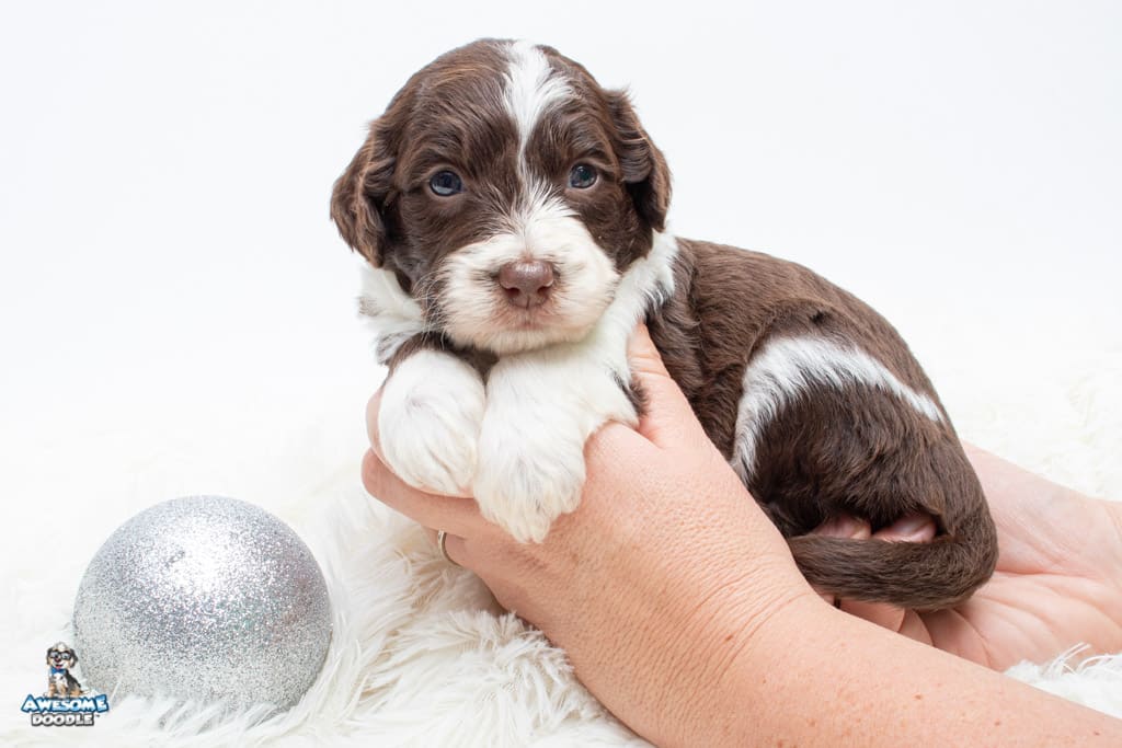 available red tri aussiedoodle