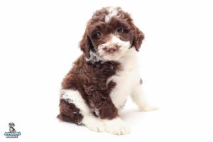 Dolly 7wks 9989 300x200