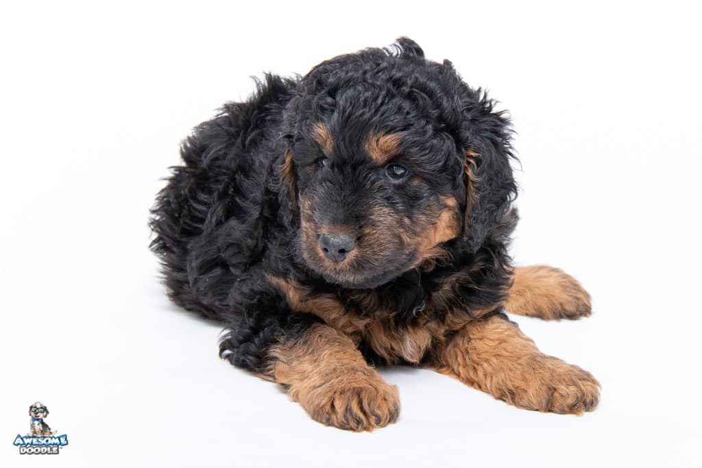 aussiedoodle puppy