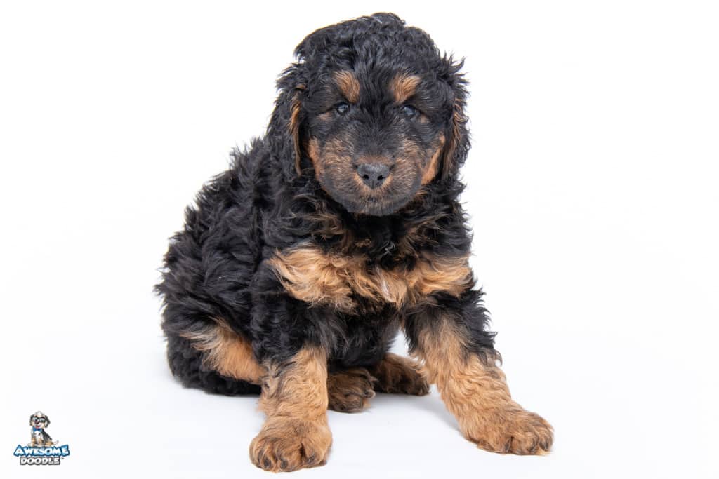 black phantom aussiedoodle