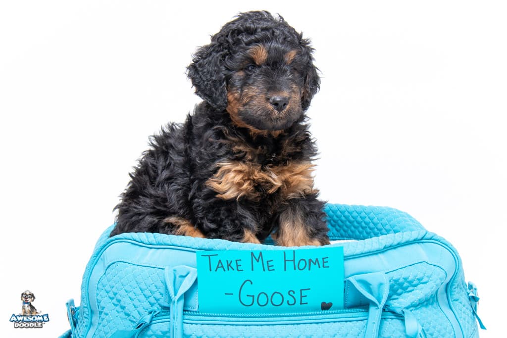 aussiedoodle puppy