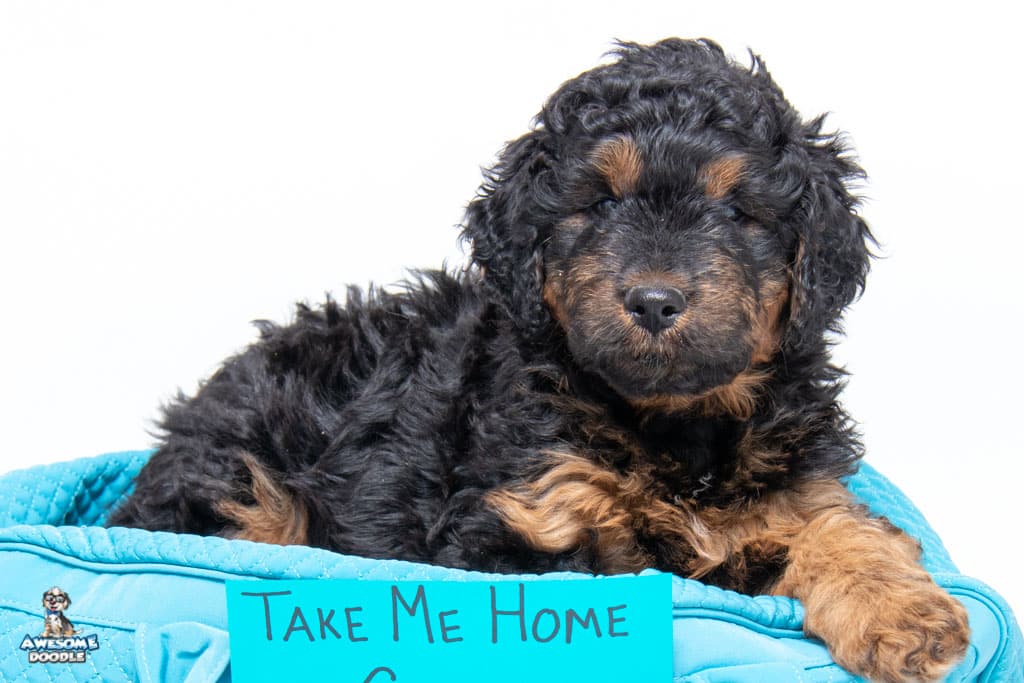 black phantom aussiedoodle