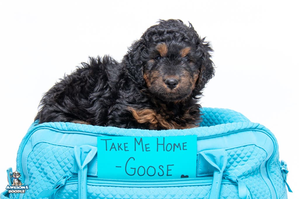 aussiedoodle puppy