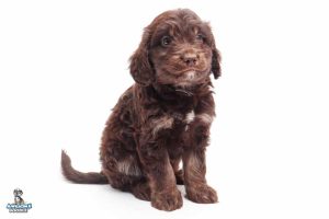 Loki 7wks 0058 300x200