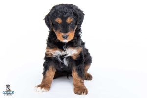 Maverick 7wks 300x200