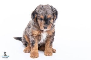 Merlin7wks 300x200
