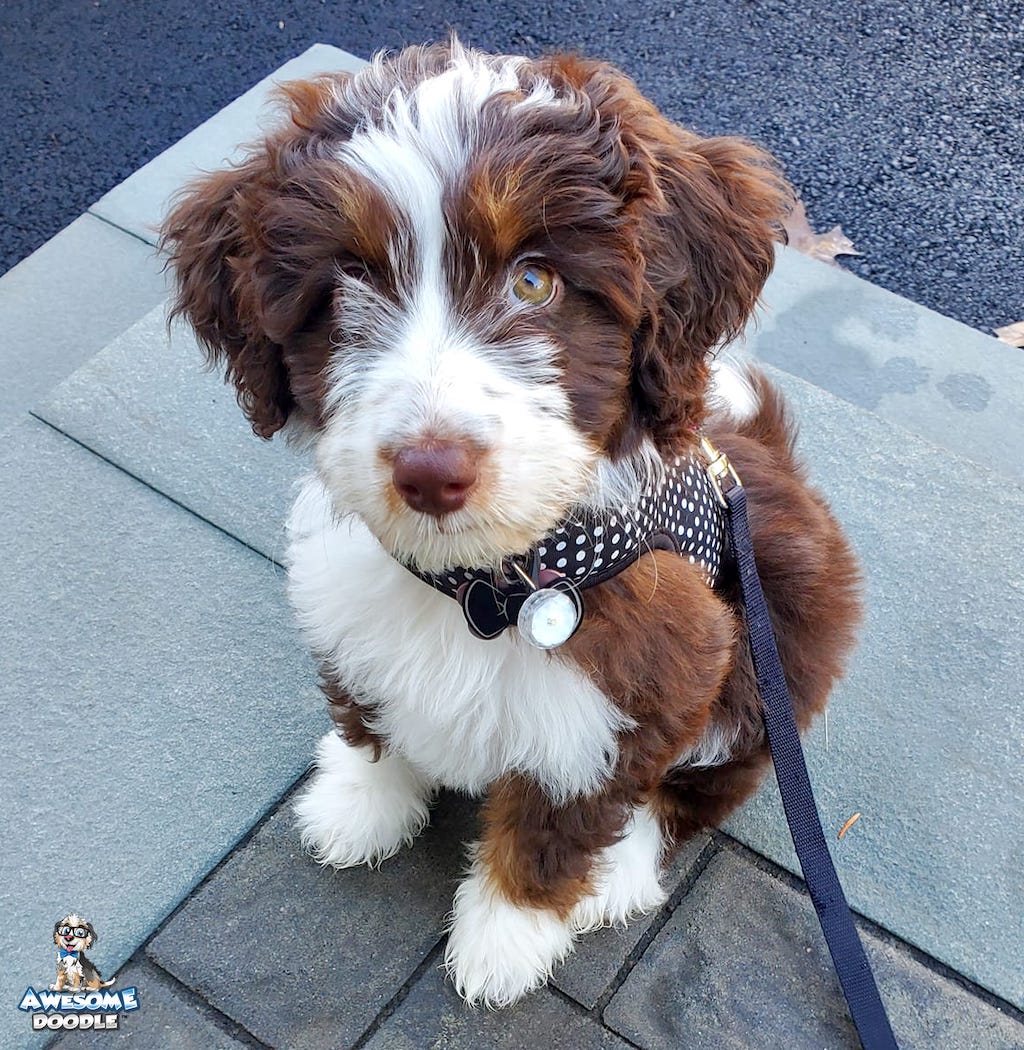 red tri aussiedoodle puppy with hazel green eyes