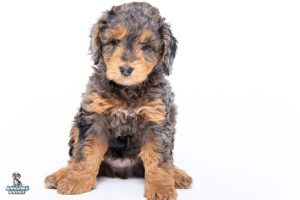Ryder 7wks27 300x200